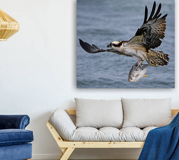 Osprey & Pompano by Ercan Ekinci