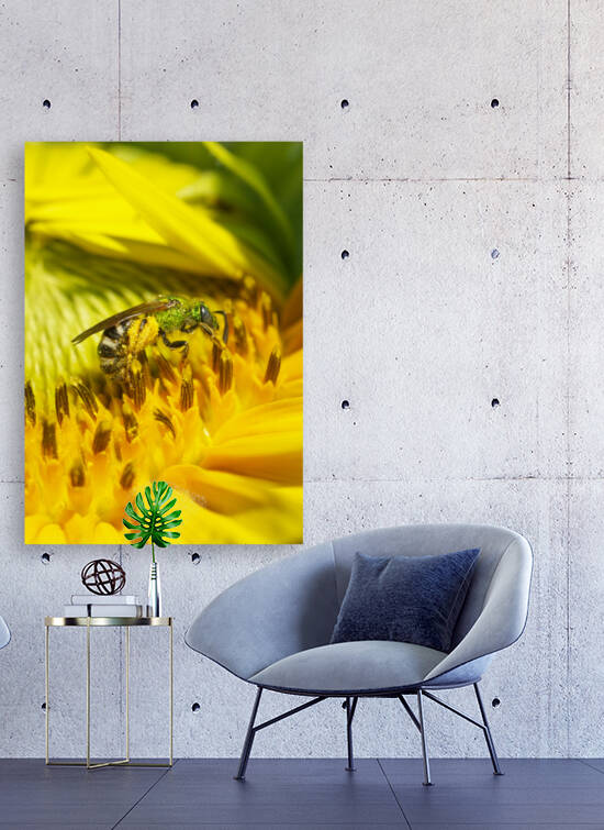 Green Sweat Bee on Sunflower  by Iris H Richardson