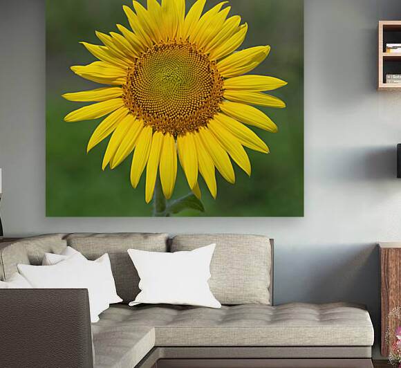  CEE578 SUNFLOWER pg by Ercan Ekinci
