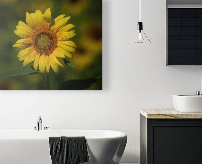  Sunflowers   MORNING SUNSHINE by Ercan Ekinci