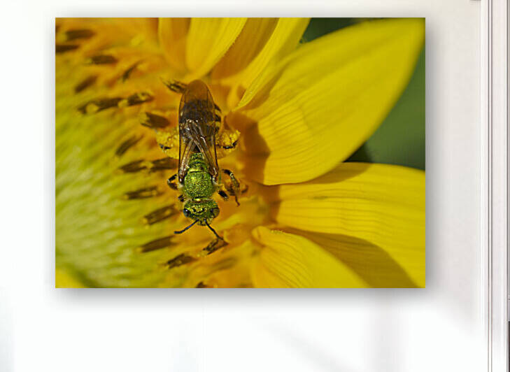 Male Sweet Sweat Bee on Sunflower by Iris H Richardson
