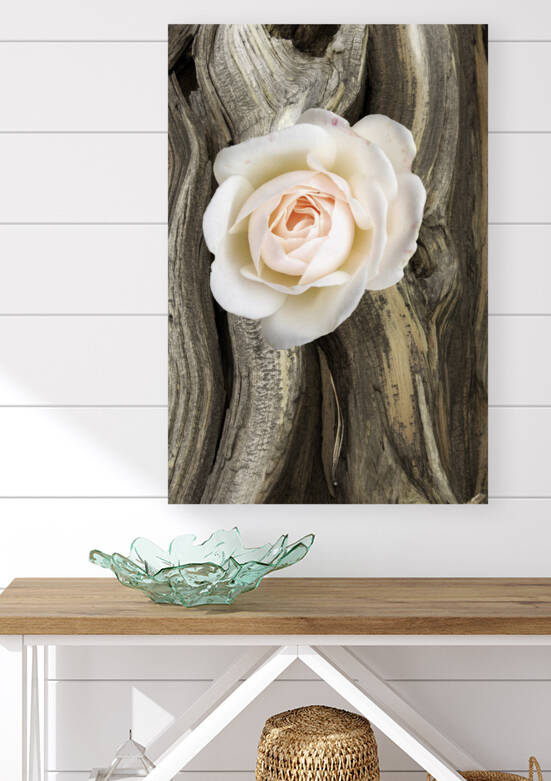 Rose I by Tricia Greaves