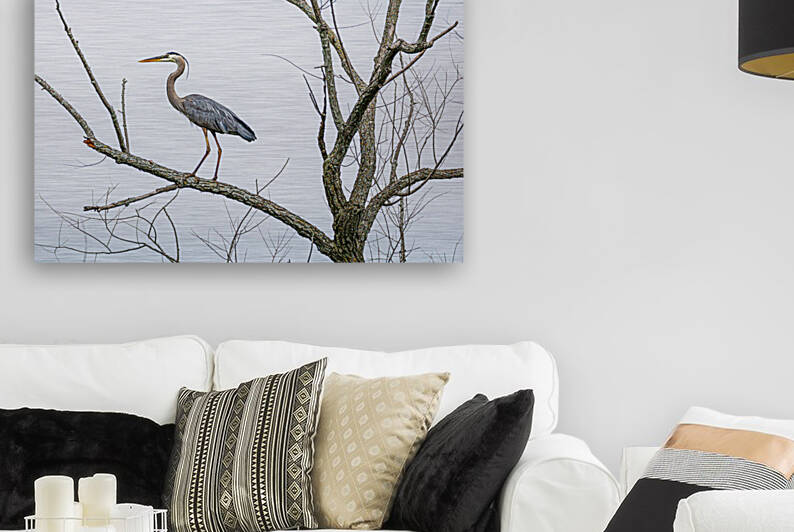 Great Blue Heron in Tree by Joe Riederer