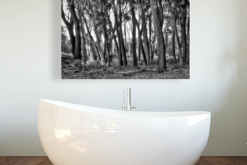 Oak Tree Canyon B&W by Eduardo Palazuelos