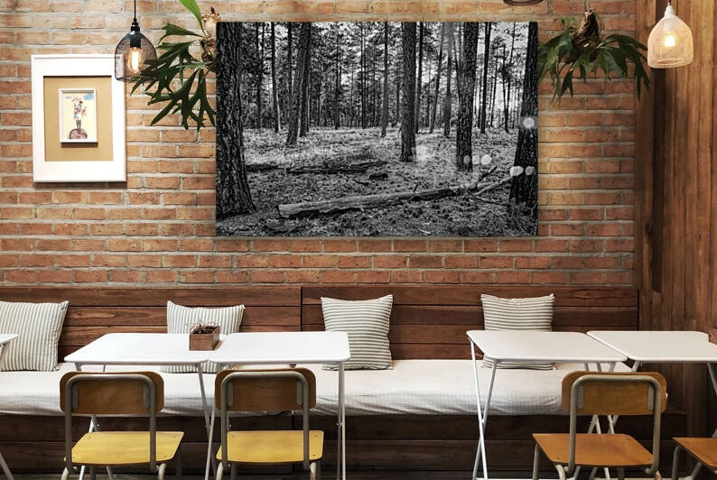 Ponderosa Pines B&W by Eduardo Palazuelos