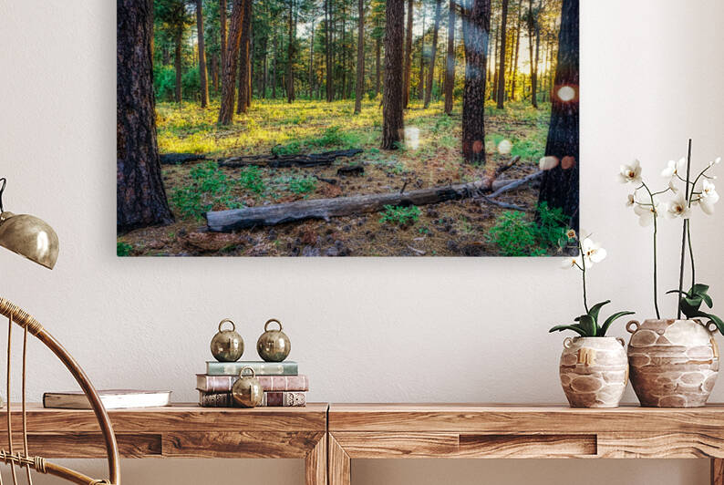 Ponderosa Pines by Eduardo Palazuelos