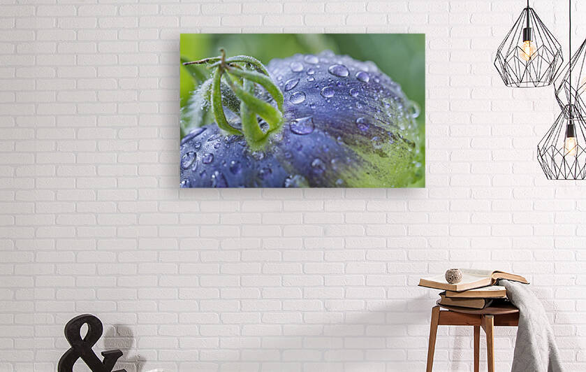 Chocolate Striped Tomato With Morning Dew by Iris H Richardson