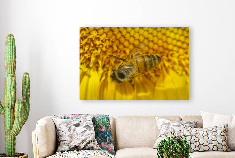 Honey Bee Sunflower Macro by Iris H Richardson