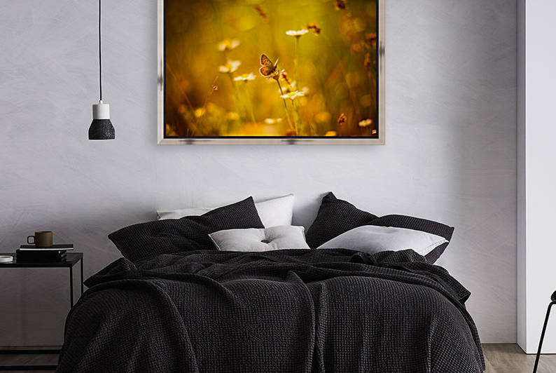 Golden sunset. Daisy and butterfly by icemanphotos