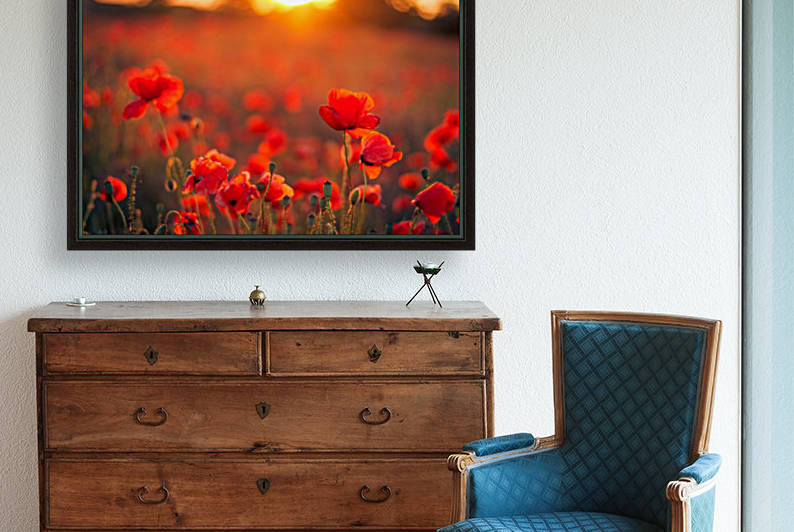 Beautiful Sunset poppy flowers by icemanphotos