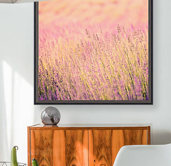 Sunset lavender flowers, instagram effect by icemanphotos