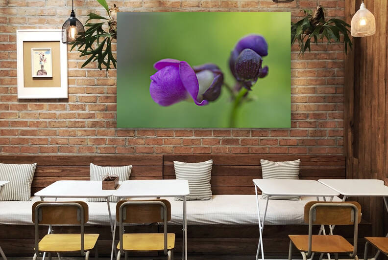 Purple Bean Bean Flowers by Iris H Richardson