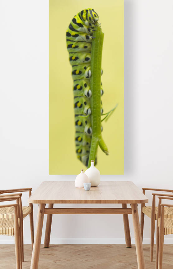 Black swallowtail butterfly caterpillar on yellow by Iris H Richardson