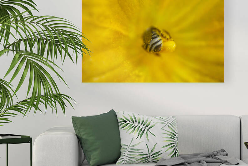 Honeybee in Squash Stamen by Iris H Richardson