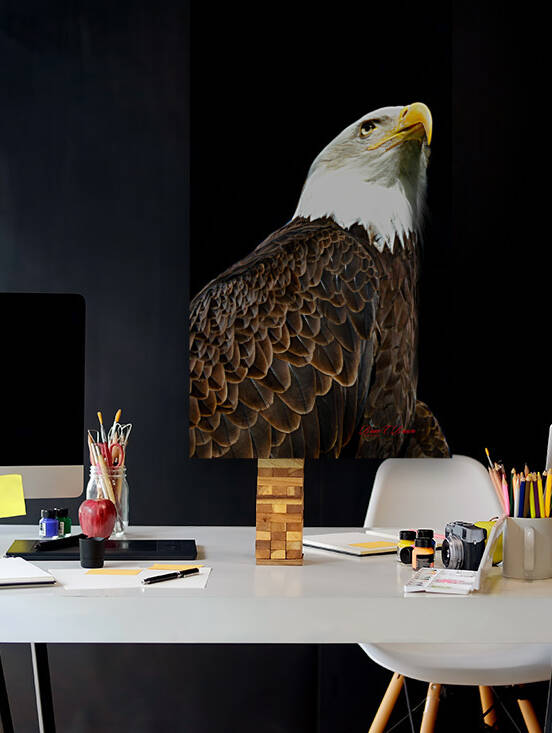 Bald Eagle by Bruce Brown