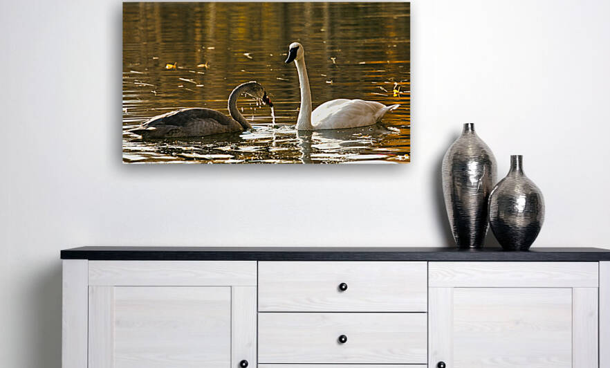 White and Gray Swans by Bruce Brown