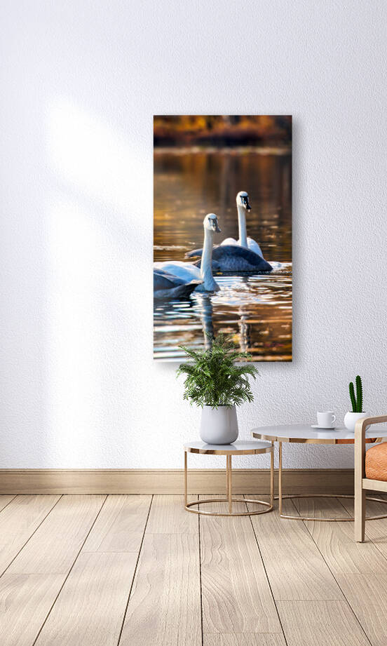 Swan Pair by Bruce Brown