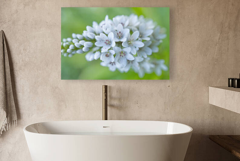 Gooseneck Loosestrife on Green by Iris H Richardson