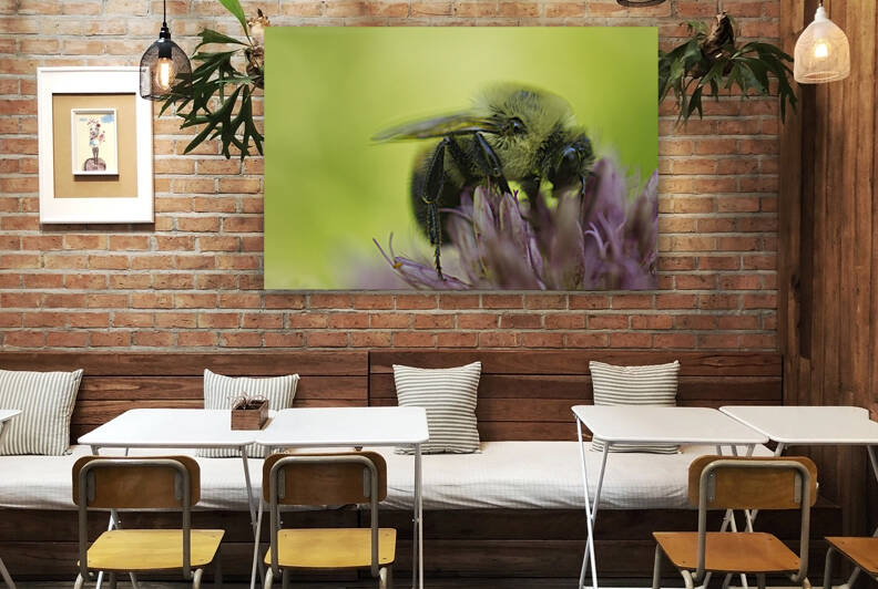 Carpenter Bee on Russian Sage with Green Background by Iris H Richardson