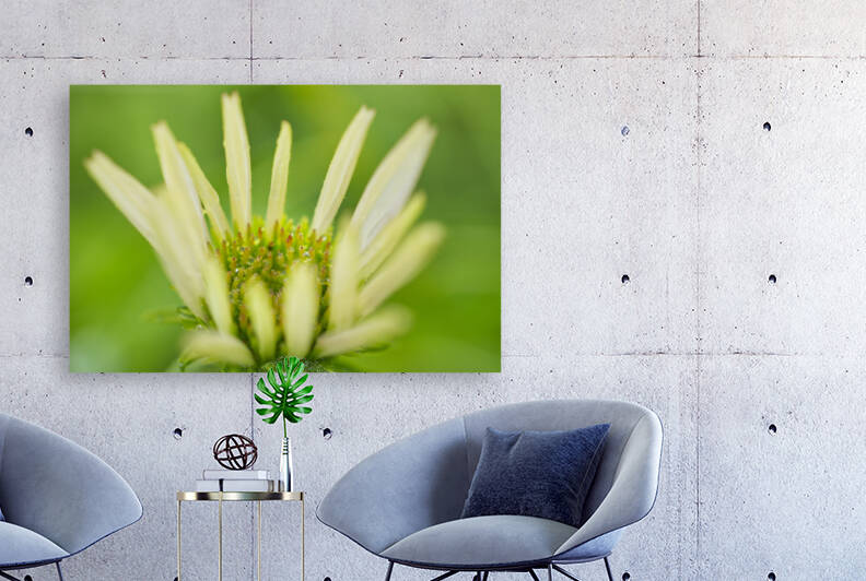 White Coneflower With Dew by Iris H Richardson