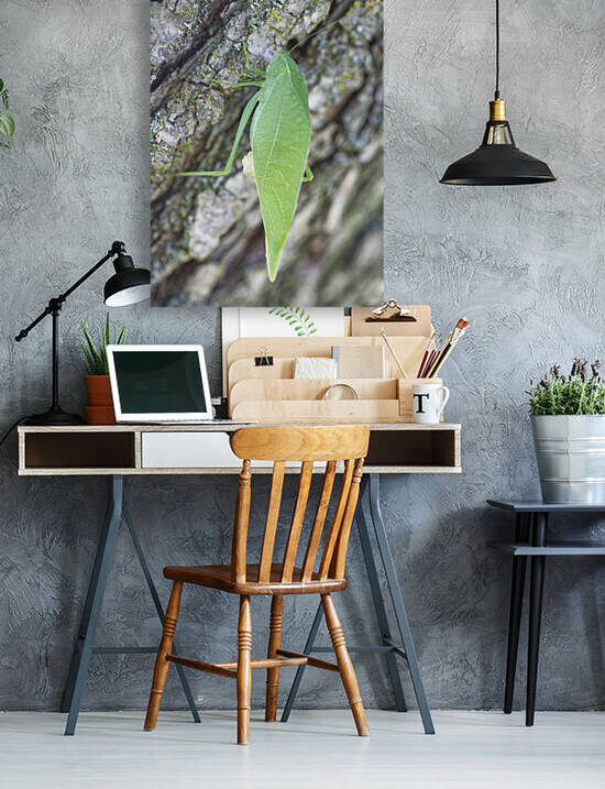 Greater Angle-wing  by Iris H Richardson