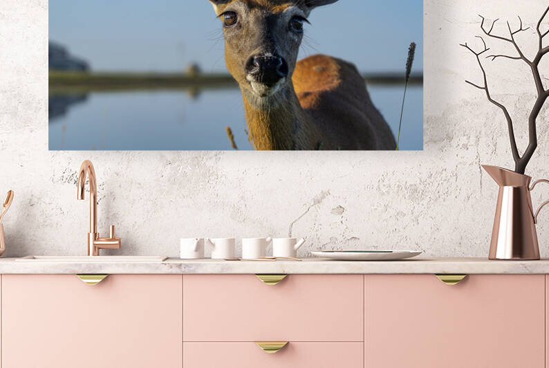 Doux yeux de biche by Sophie Thibault