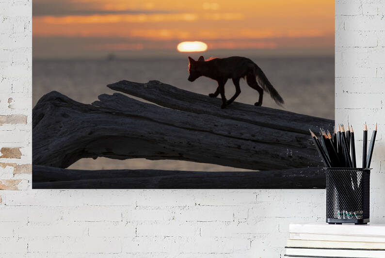 Le renard sur sa bûche by Sophie Thibault