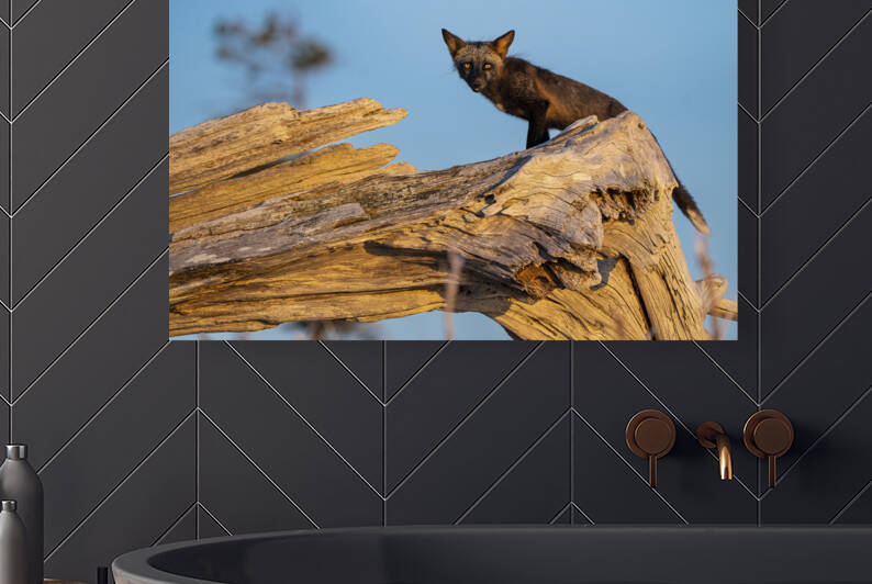 Des yeux de feu by Sophie Thibault