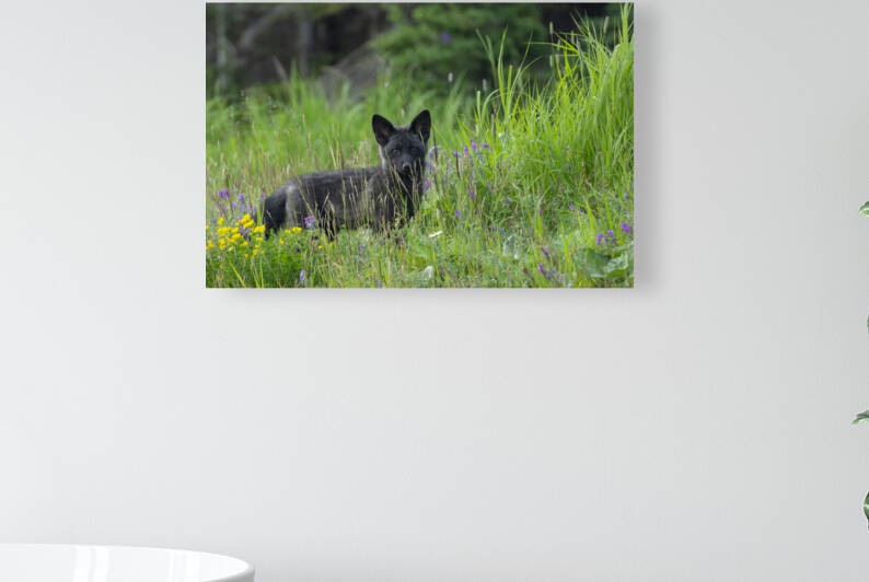 Renard noir by Sophie Thibault