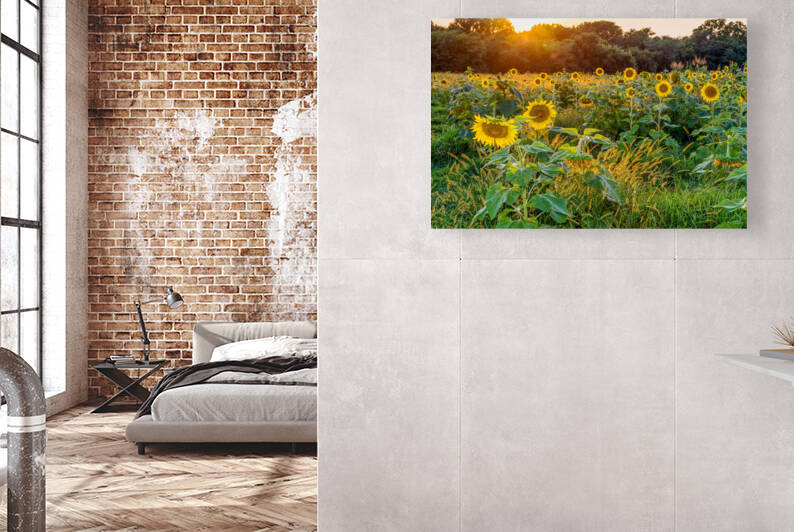 Field Of Golden Sunflowers by Jennifer White