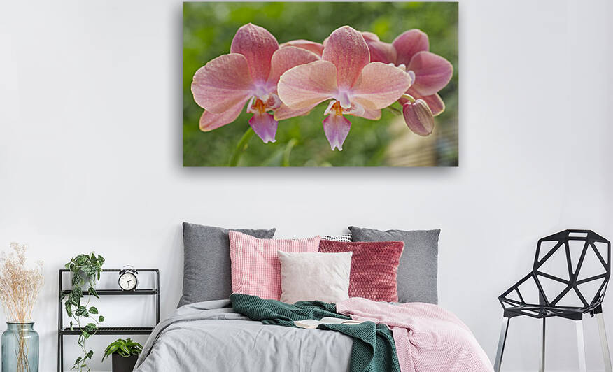 Orchids Rose Colored  by Iris H Richardson