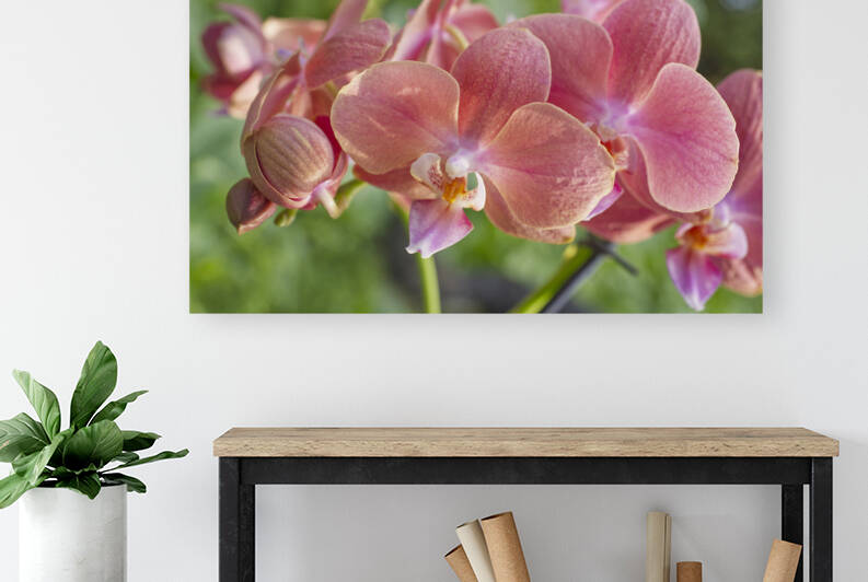 Pink Orchids in Morning Sun by Iris H Richardson