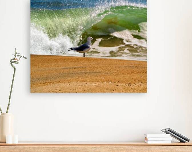 Seagull Alone on the Ocean City Beach by Bill Swartwout Photography