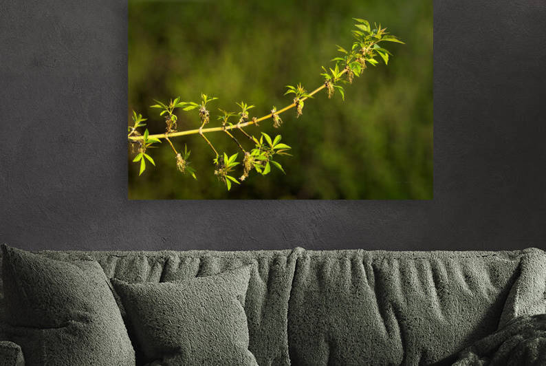 Petite branche printemps | Small branch spring by Louise Tanguay