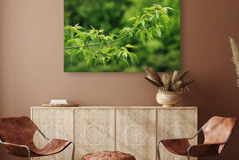 Petite branche ete | Small branch summer by Louise Tanguay