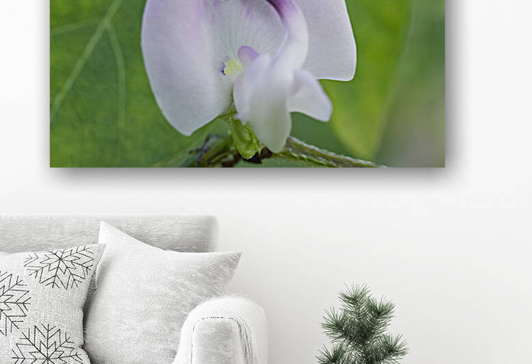 Trailing Fuzzy Bean Flower by Iris H Richardson