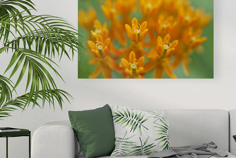 Orange Milkweed on Green by Iris H Richardson
