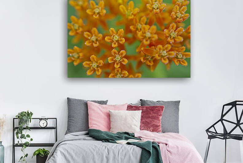 Orange Milkweed with Morning Dew by Iris H Richardson