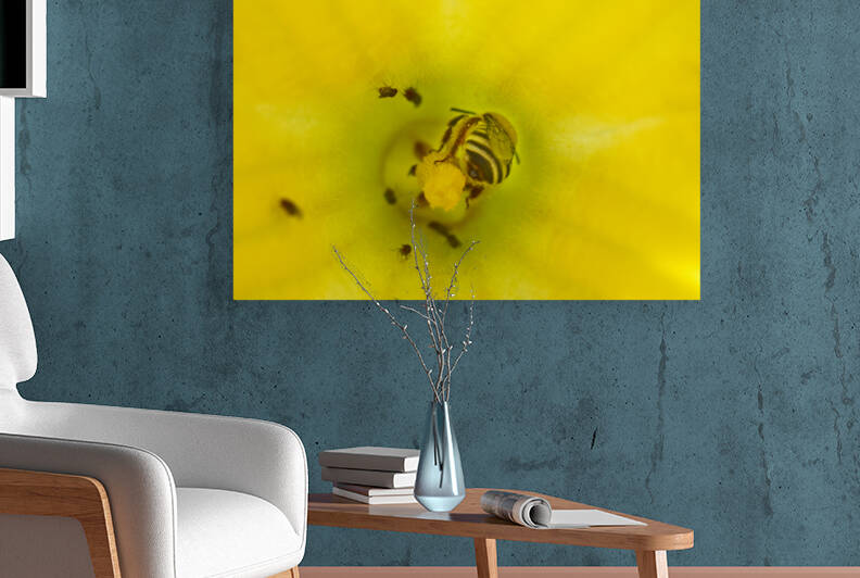 Honeybee in Pumpkin Flower  by Iris H Richardson