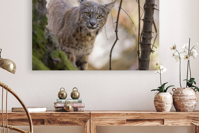 Eye Contact by Gustavo Costa