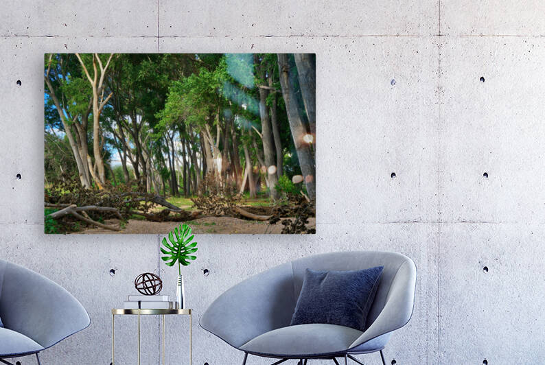 Oak Tree Canyon Arboleda by Eduardo Palazuelos