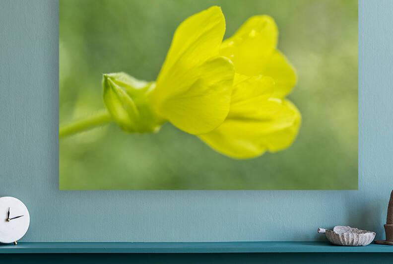 Common Evening-Primrose Oenothera biennis by Iris H Richardson