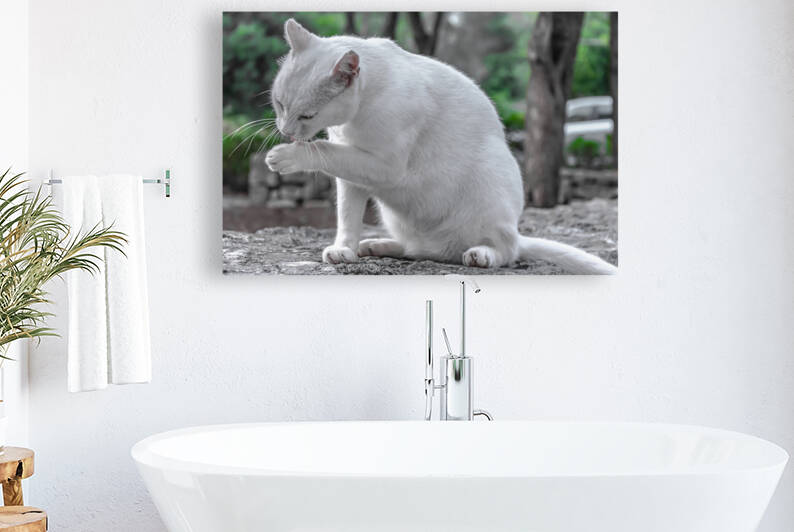 White cat licking paw by Vedad Ceric