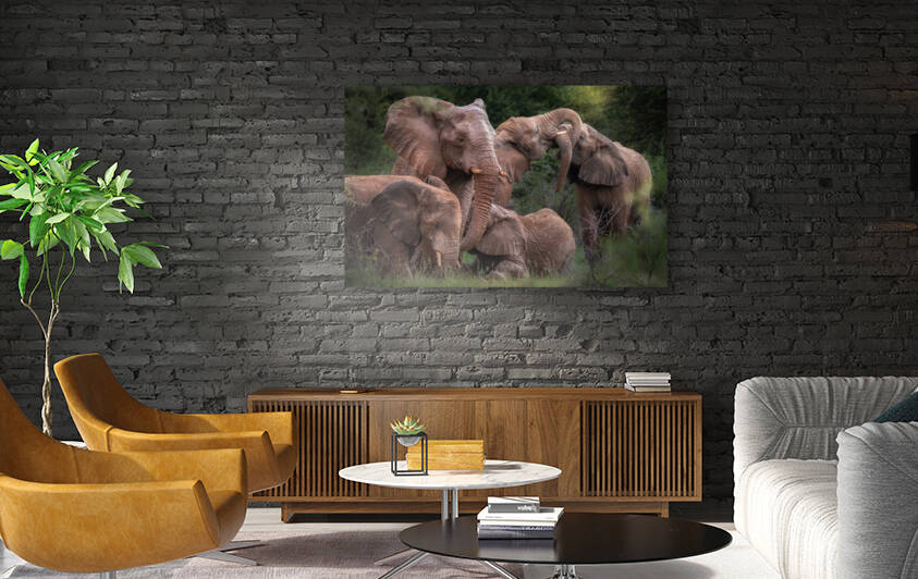 Elephants affection by Vanessa C Photo