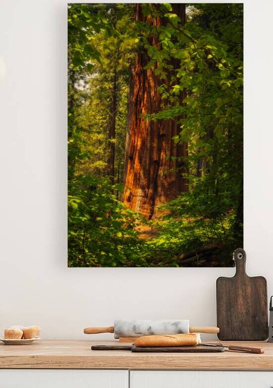 Towering Giant Sequoia Tree  Mariposa Groves by Abigail Diane Photography
