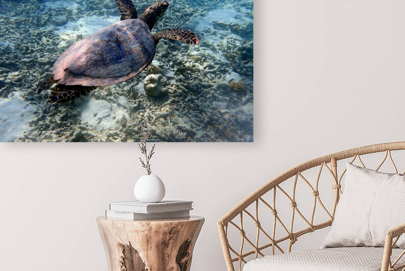 Tortue Aquarelle de Nouvelle Caledonie Grand Format by COULEURS LAGON