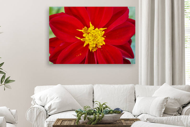 Red Dahlia Flower Macro by Iris H Richardson