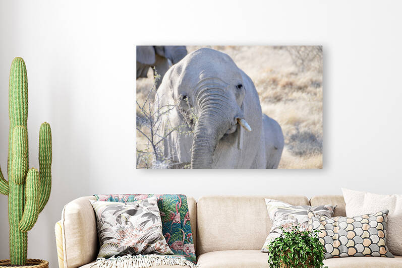 Elephant by GAIA PHOTO CO