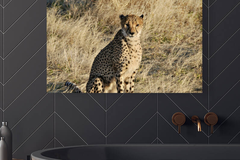 Cheetah by GAIA PHOTO CO