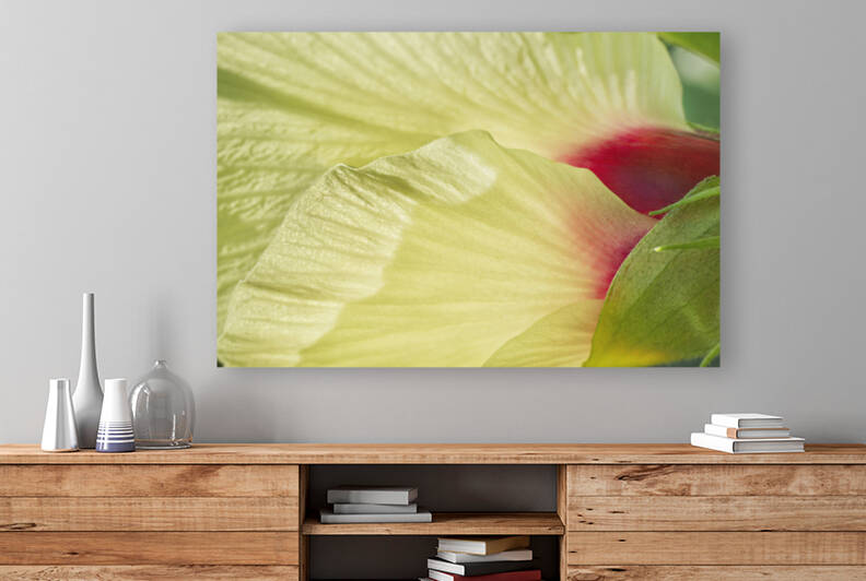 Okra Flower Macro by Iris H Richardson